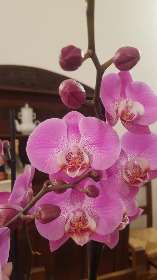 Ginevra Casa Vacanze Panzano in Chianti Екстериор снимка